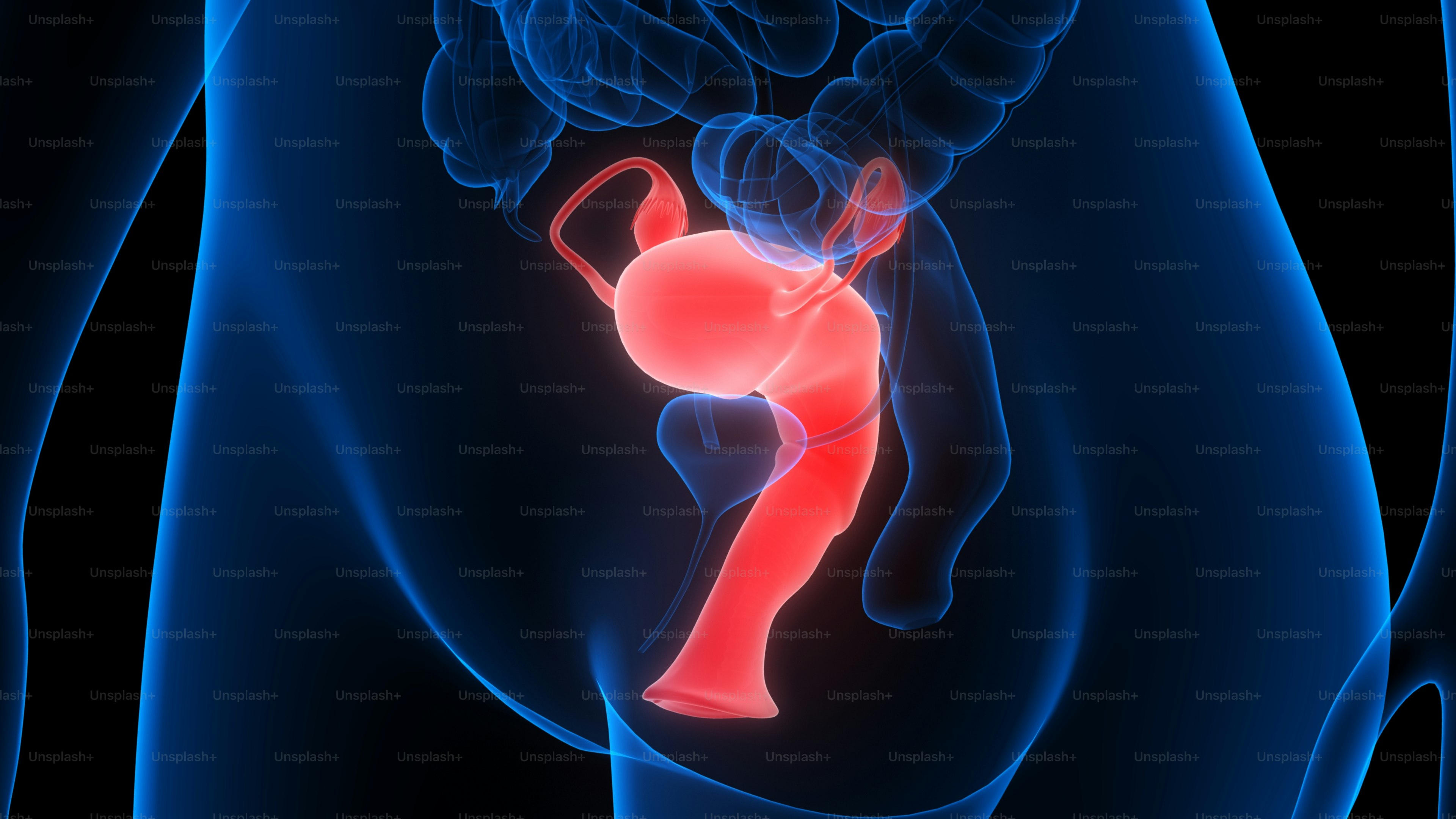 3D Illustration Concept of Female Reproductive System with Nervous System and Urinary Bladder Anatomy